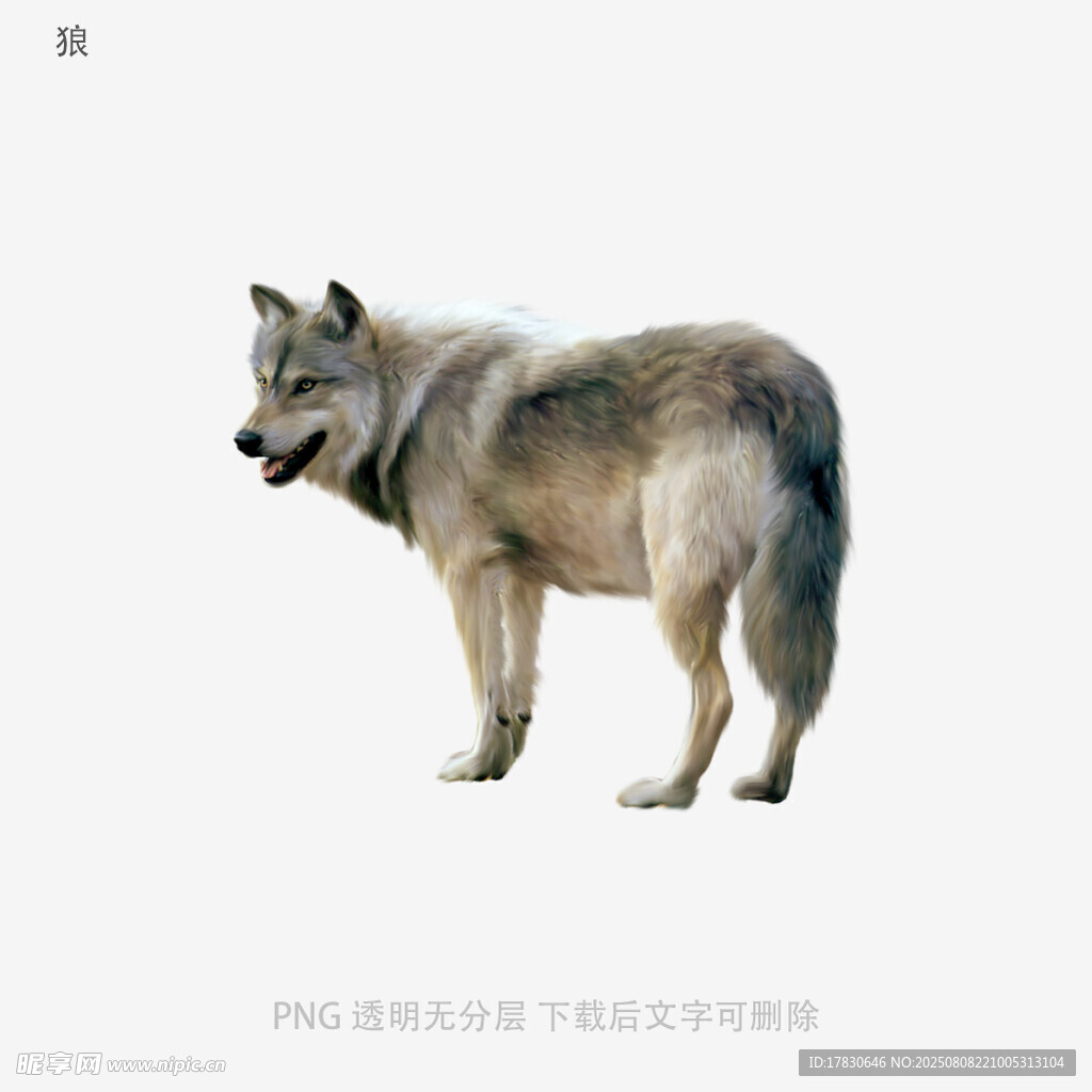 狼