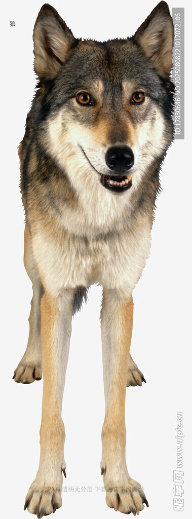 狼