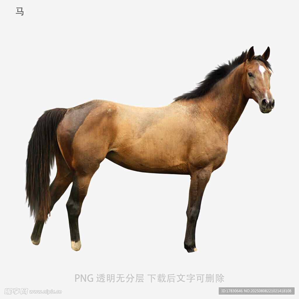 马