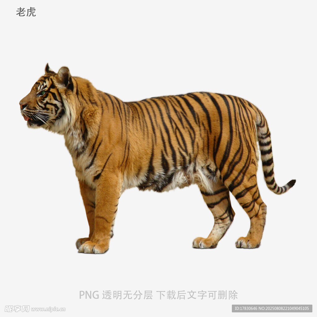 老虎