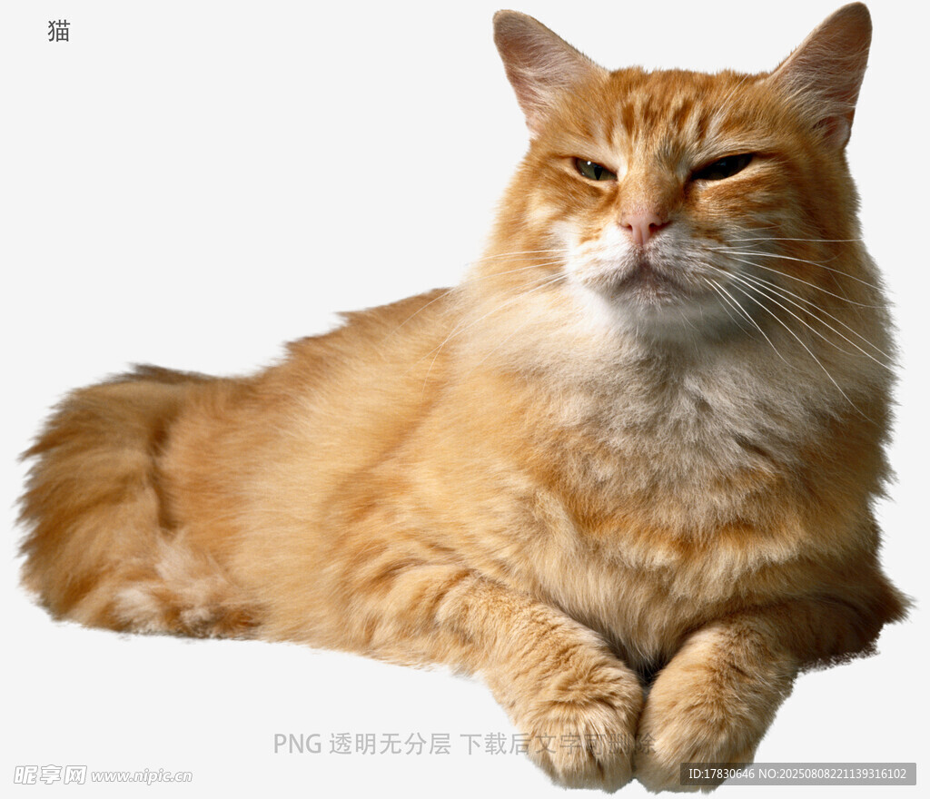 猫