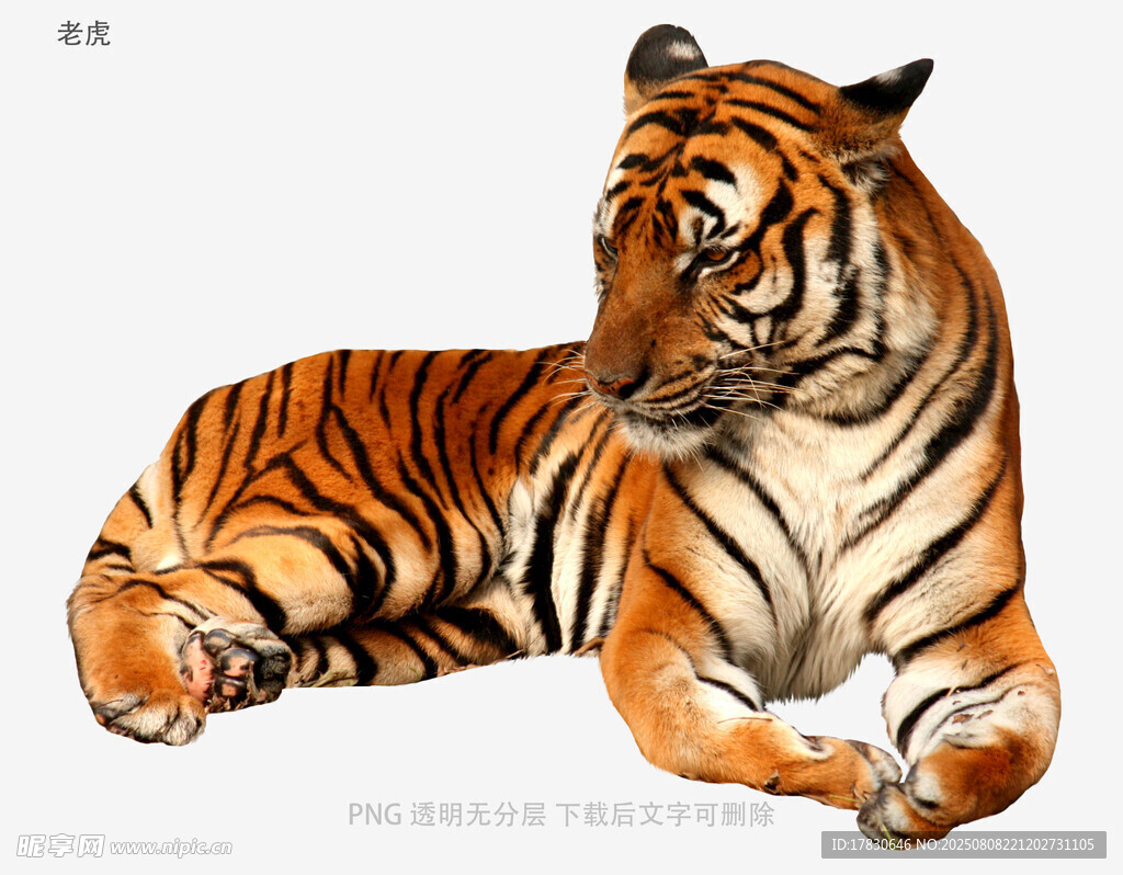 老虎