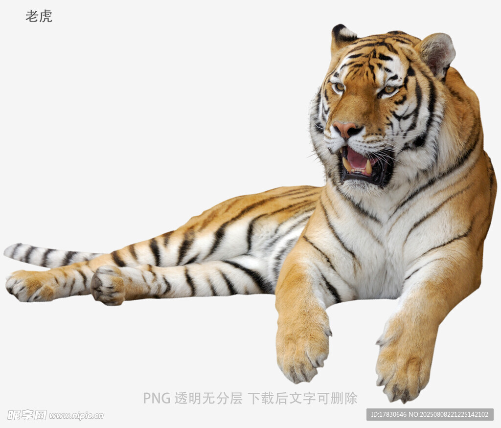 老虎