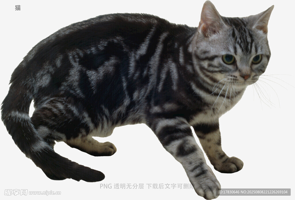 猫