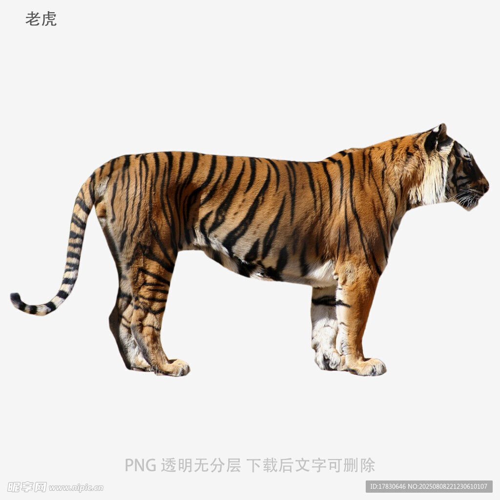 老虎