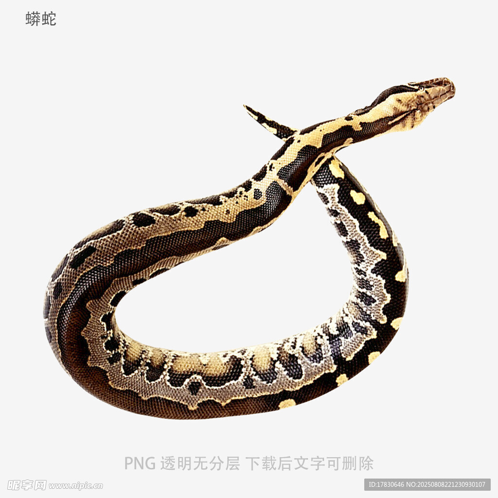 蟒蛇