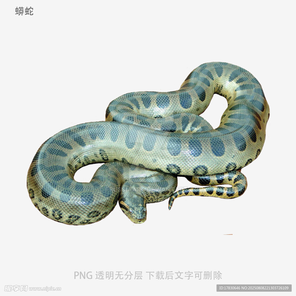 蟒蛇