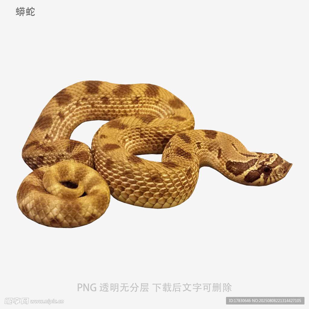 蟒蛇