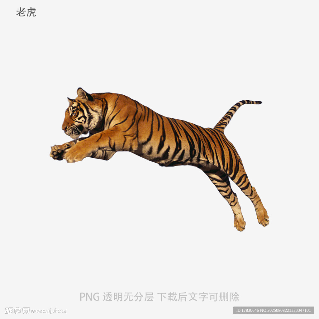 老虎