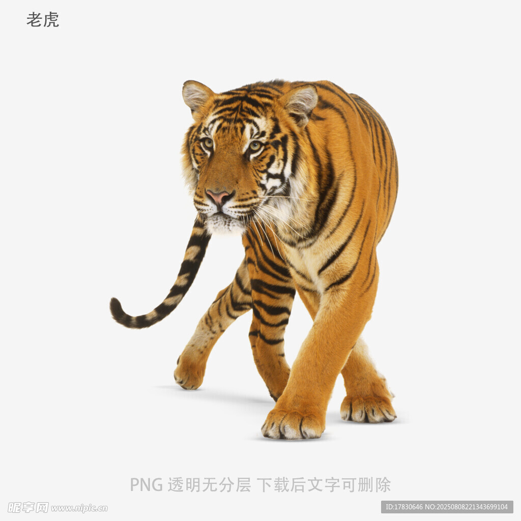 老虎