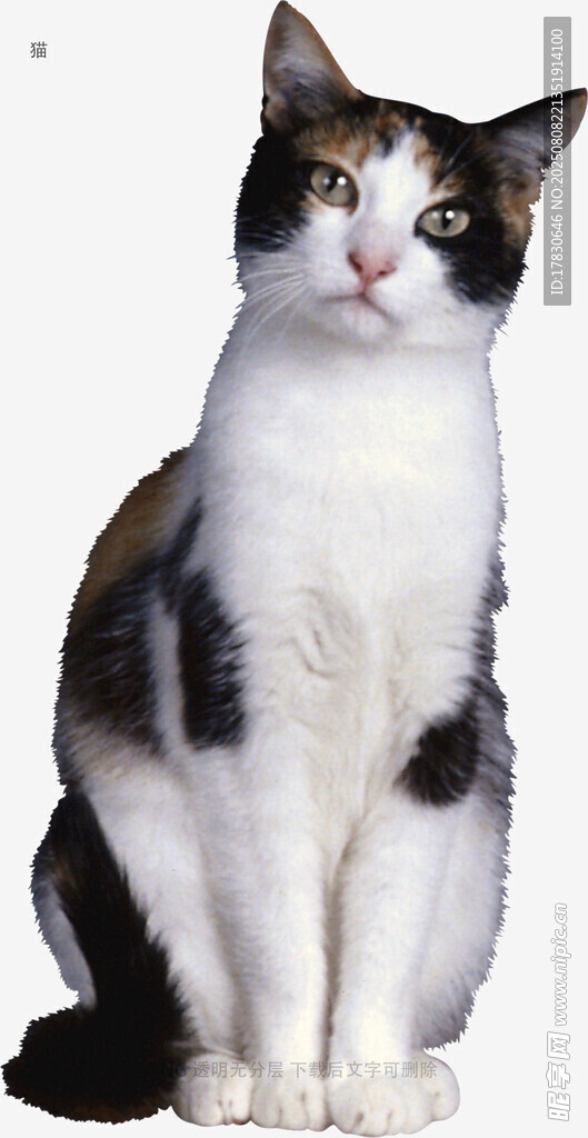 猫