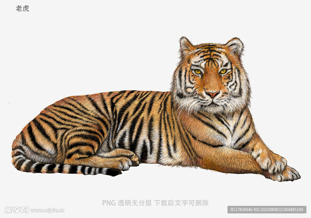 老虎