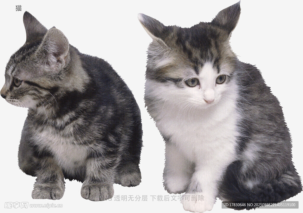 猫