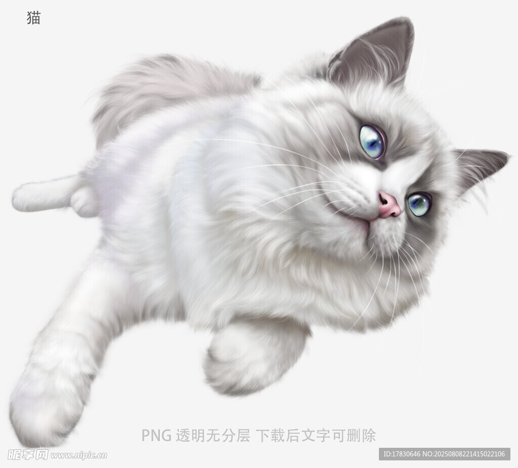 猫