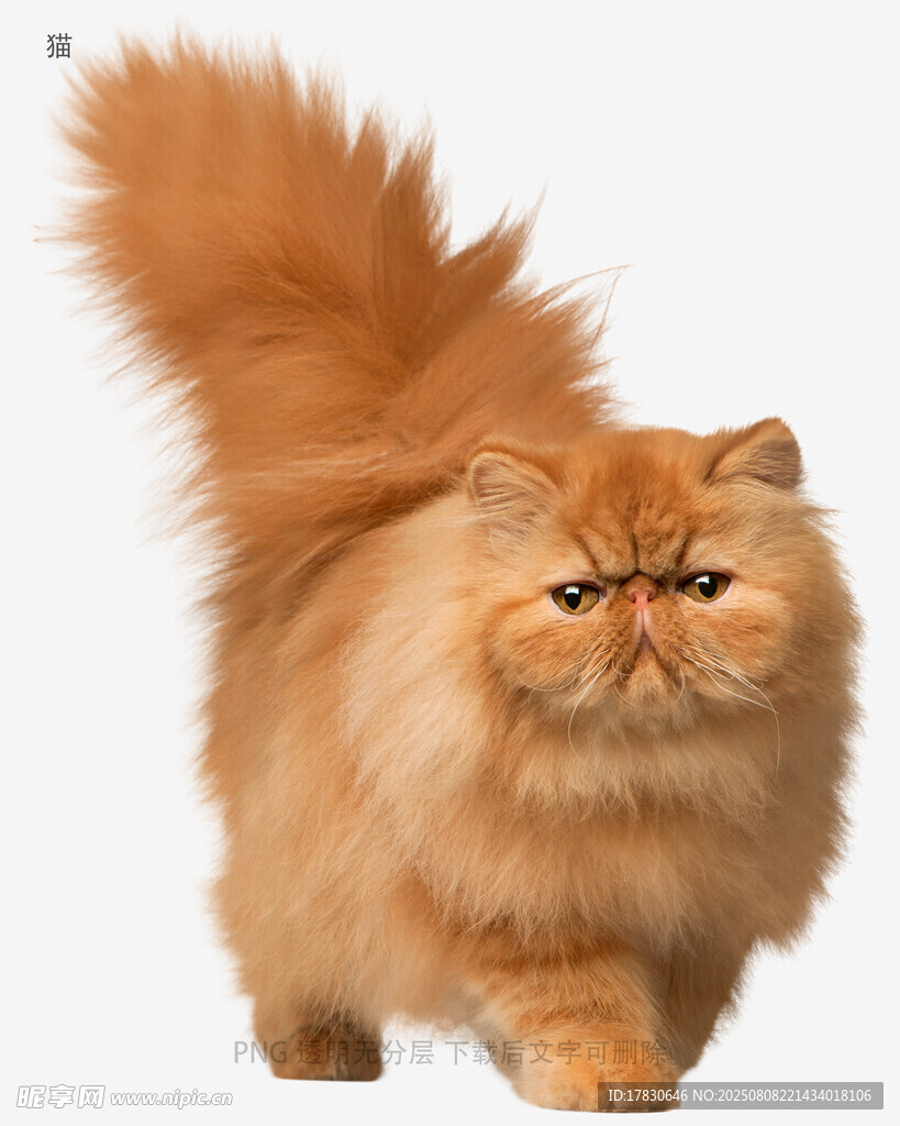 猫