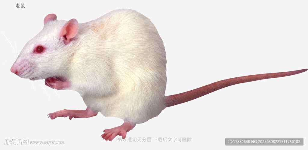 老鼠