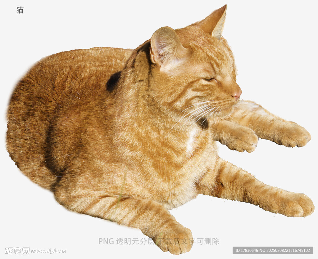 猫
