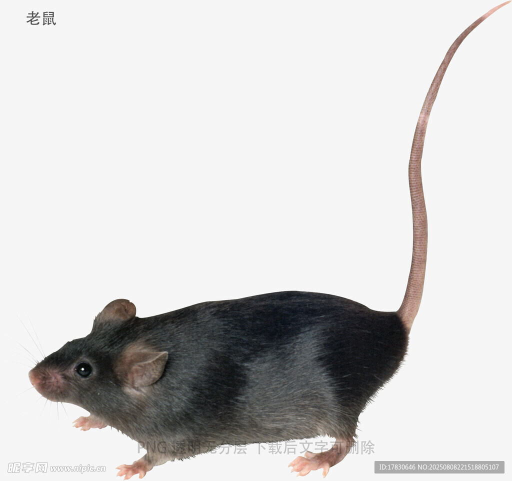 老鼠