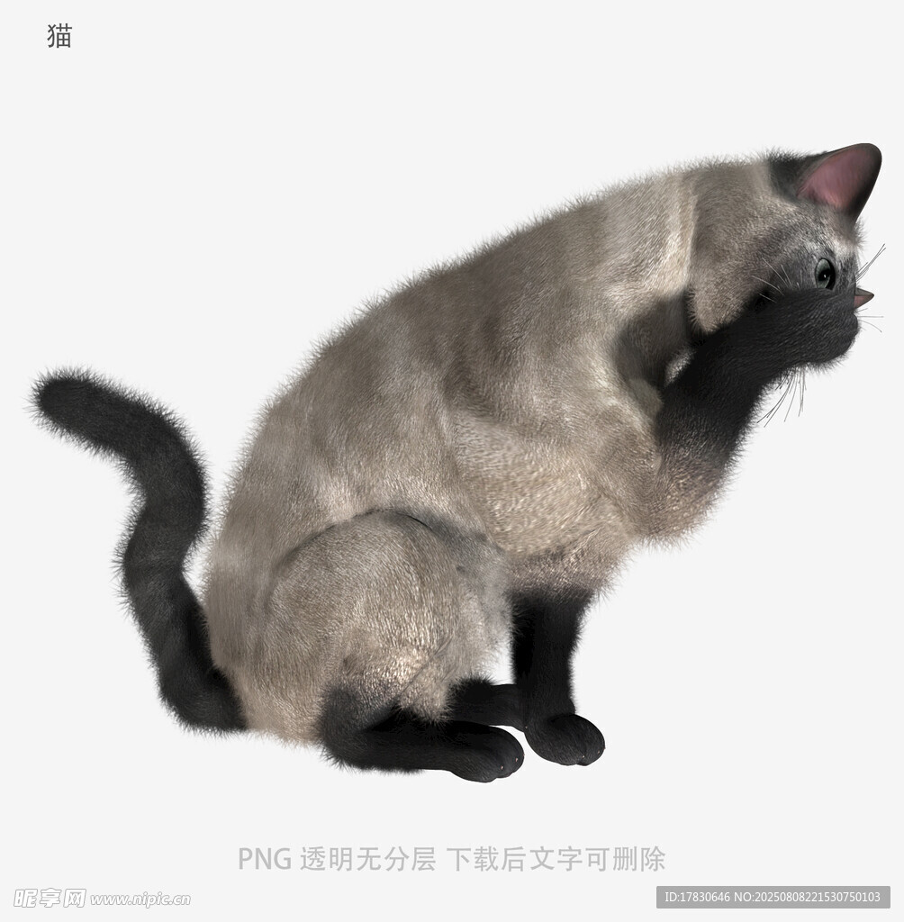 猫