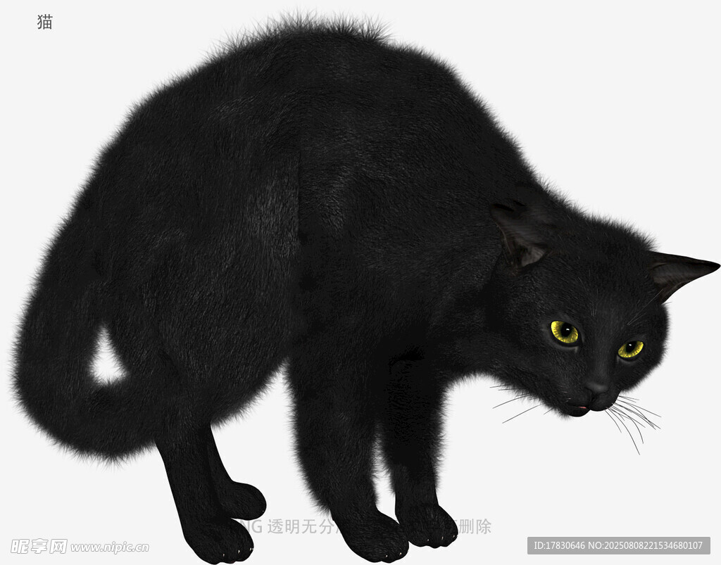 猫