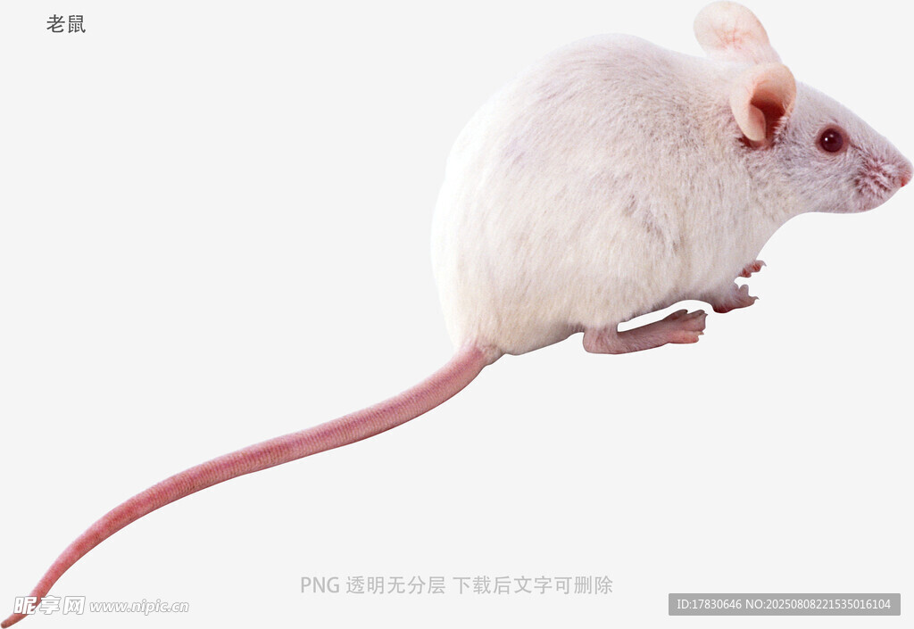 老鼠