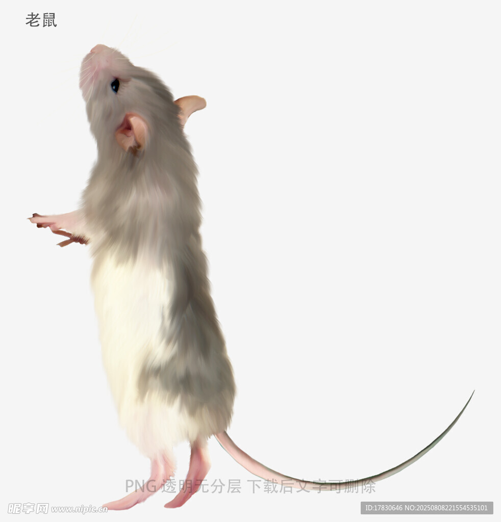 老鼠