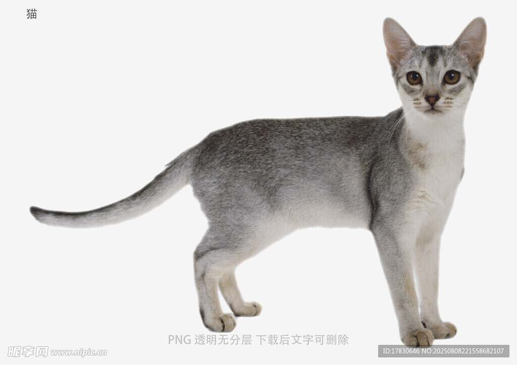 猫