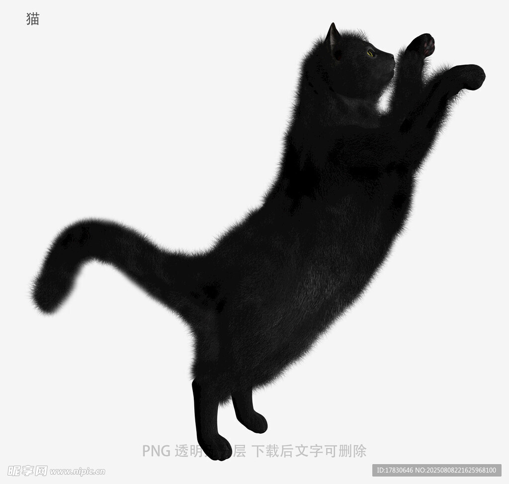 猫