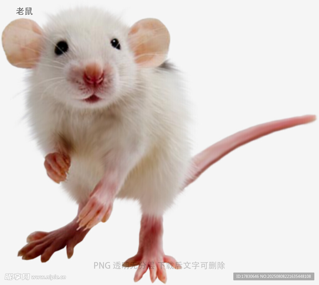 老鼠