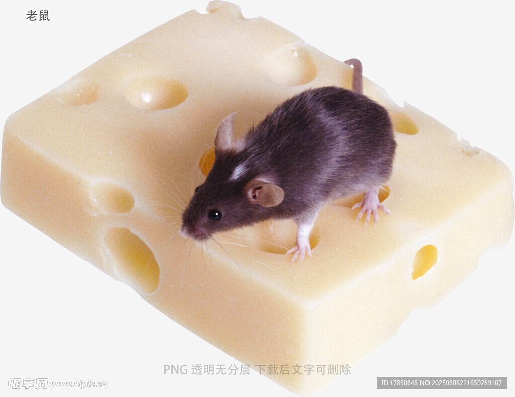 老鼠