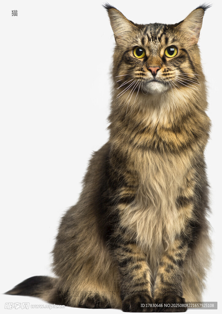 猫