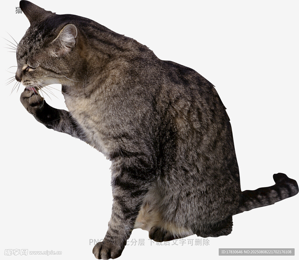 猫