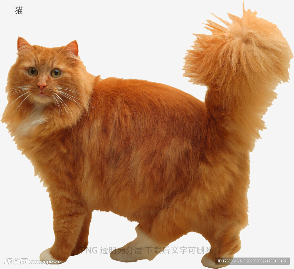 猫