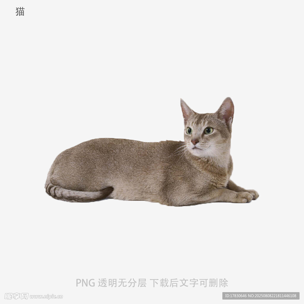 猫