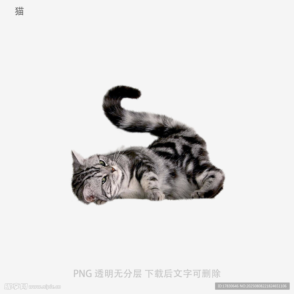 猫