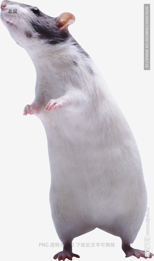 老鼠