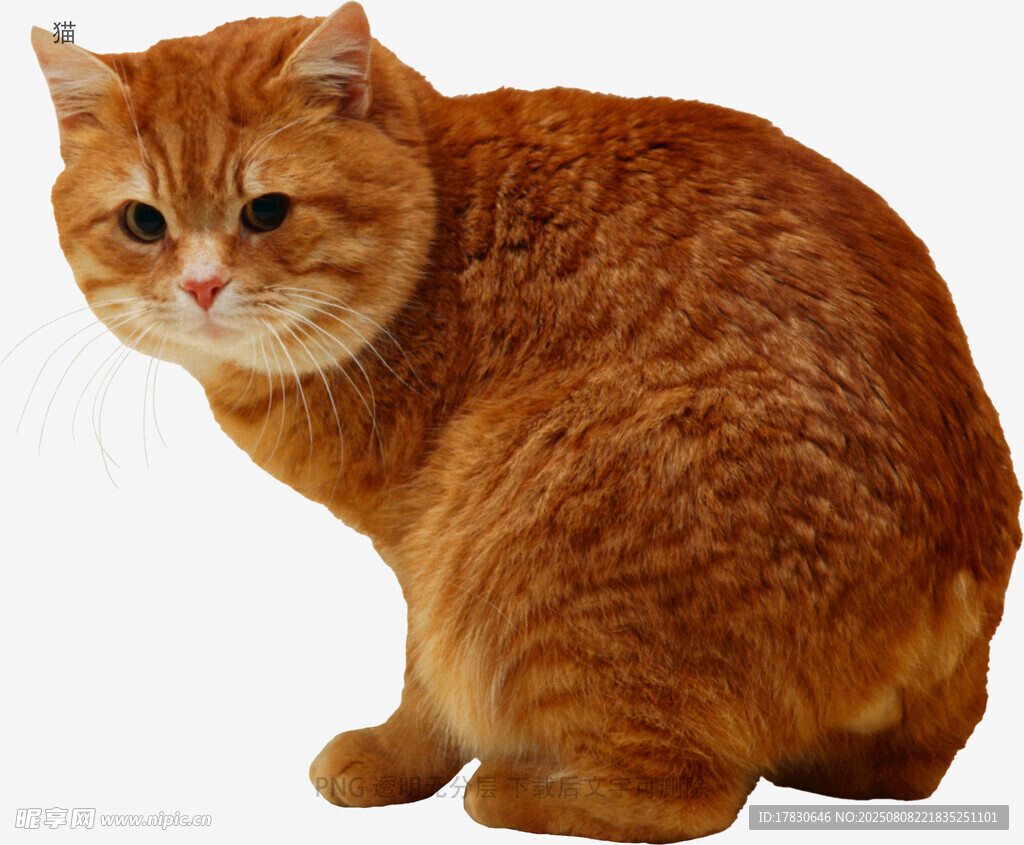 猫