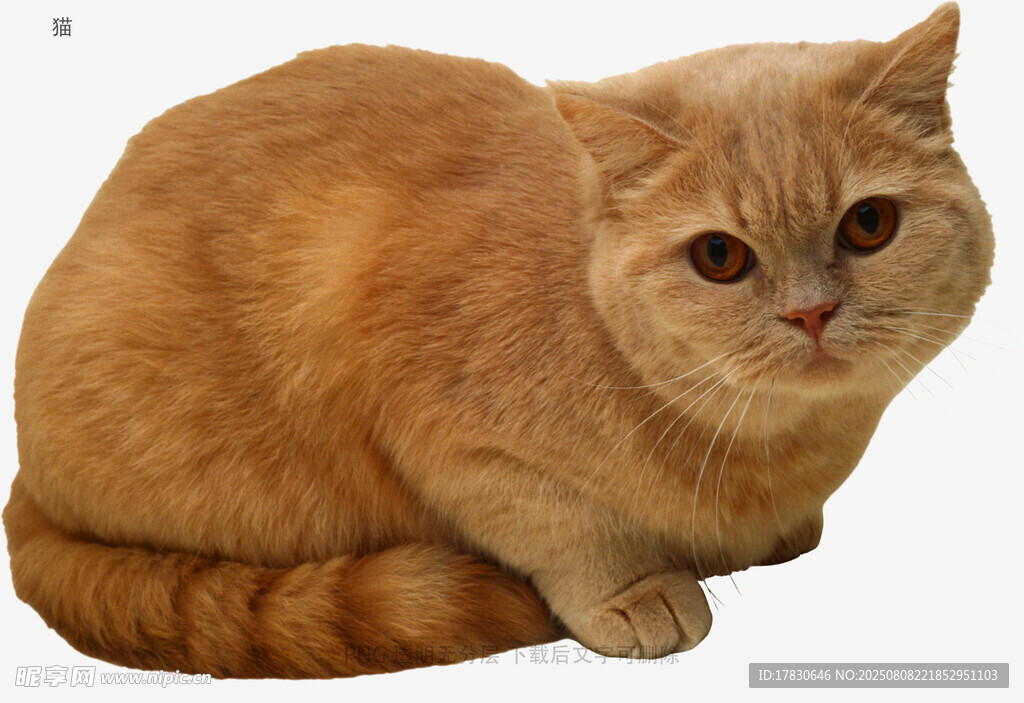 猫