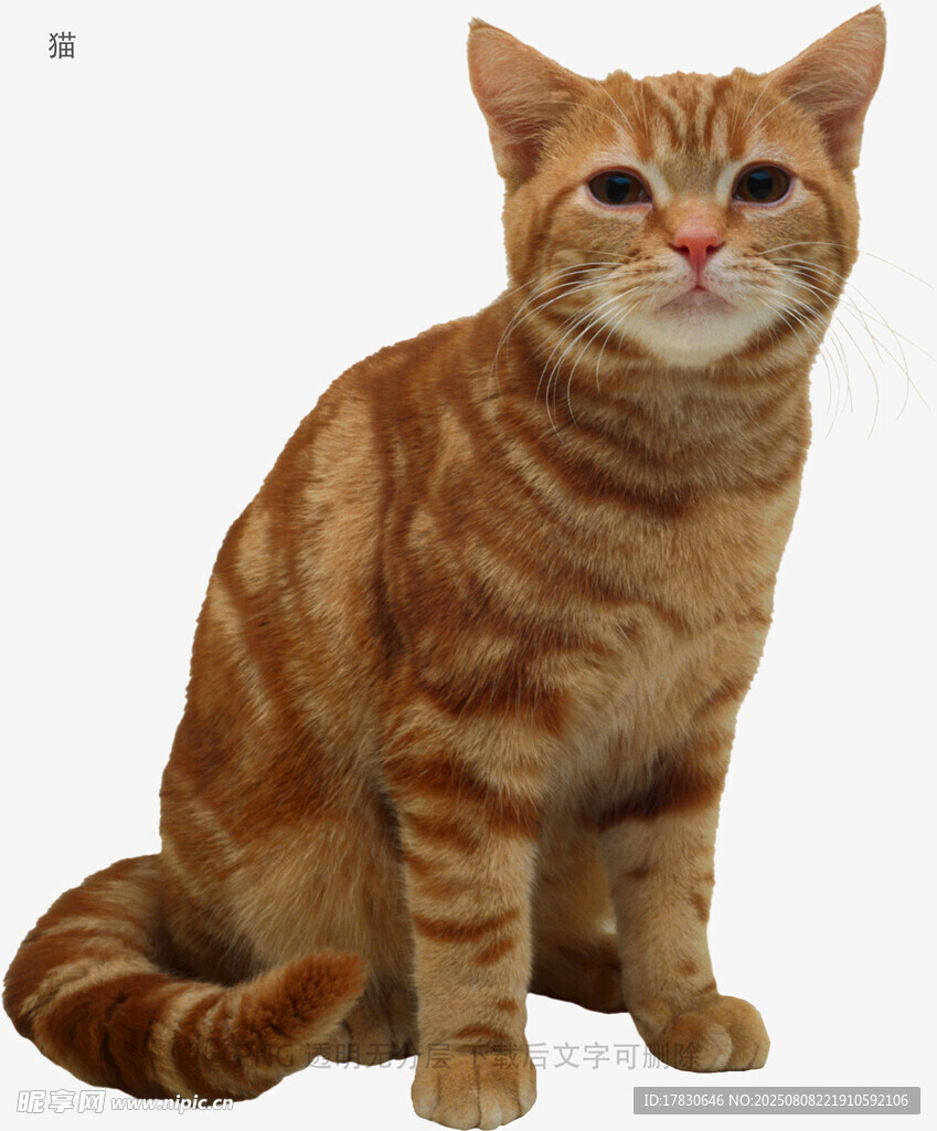 猫