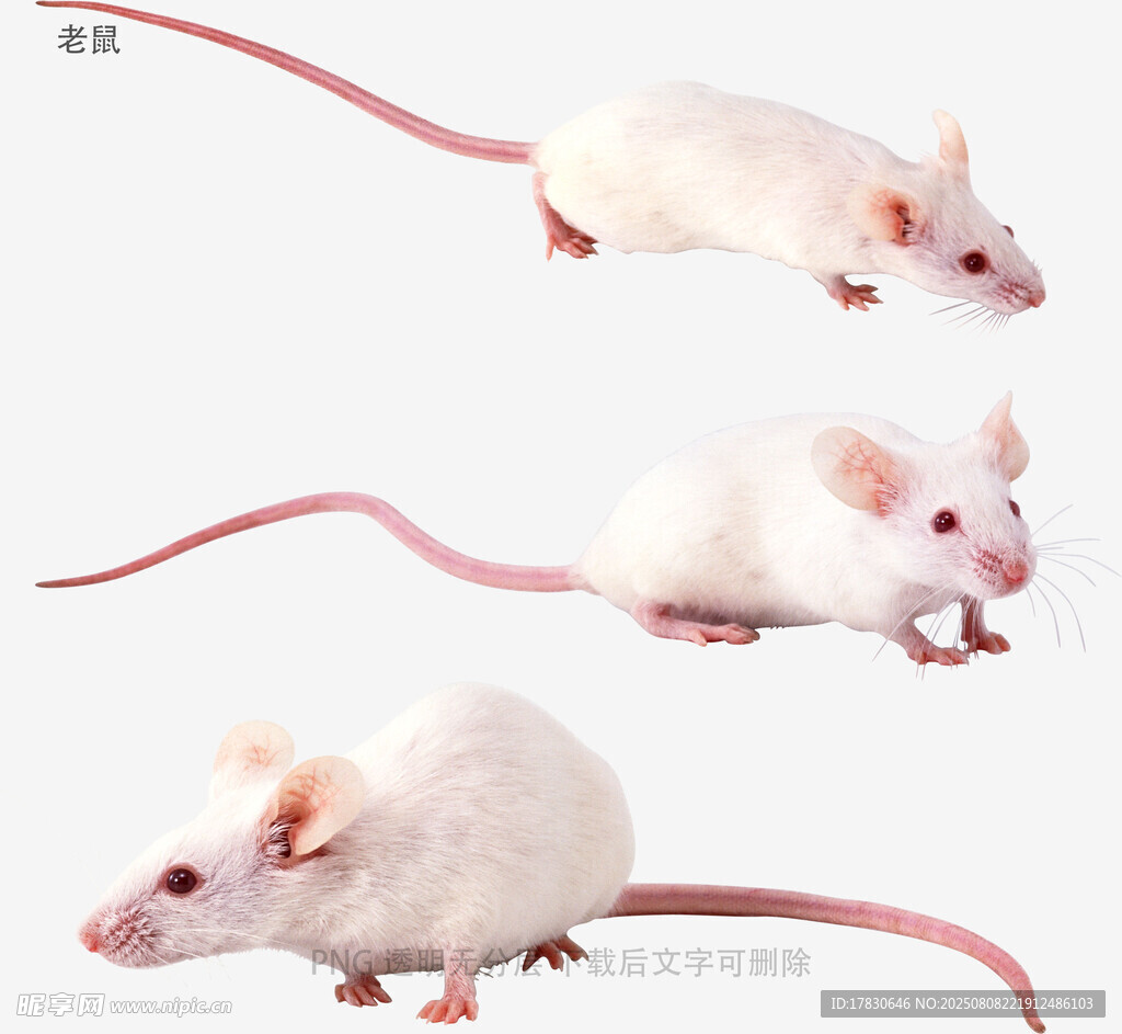 老鼠