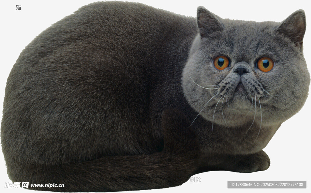 猫
