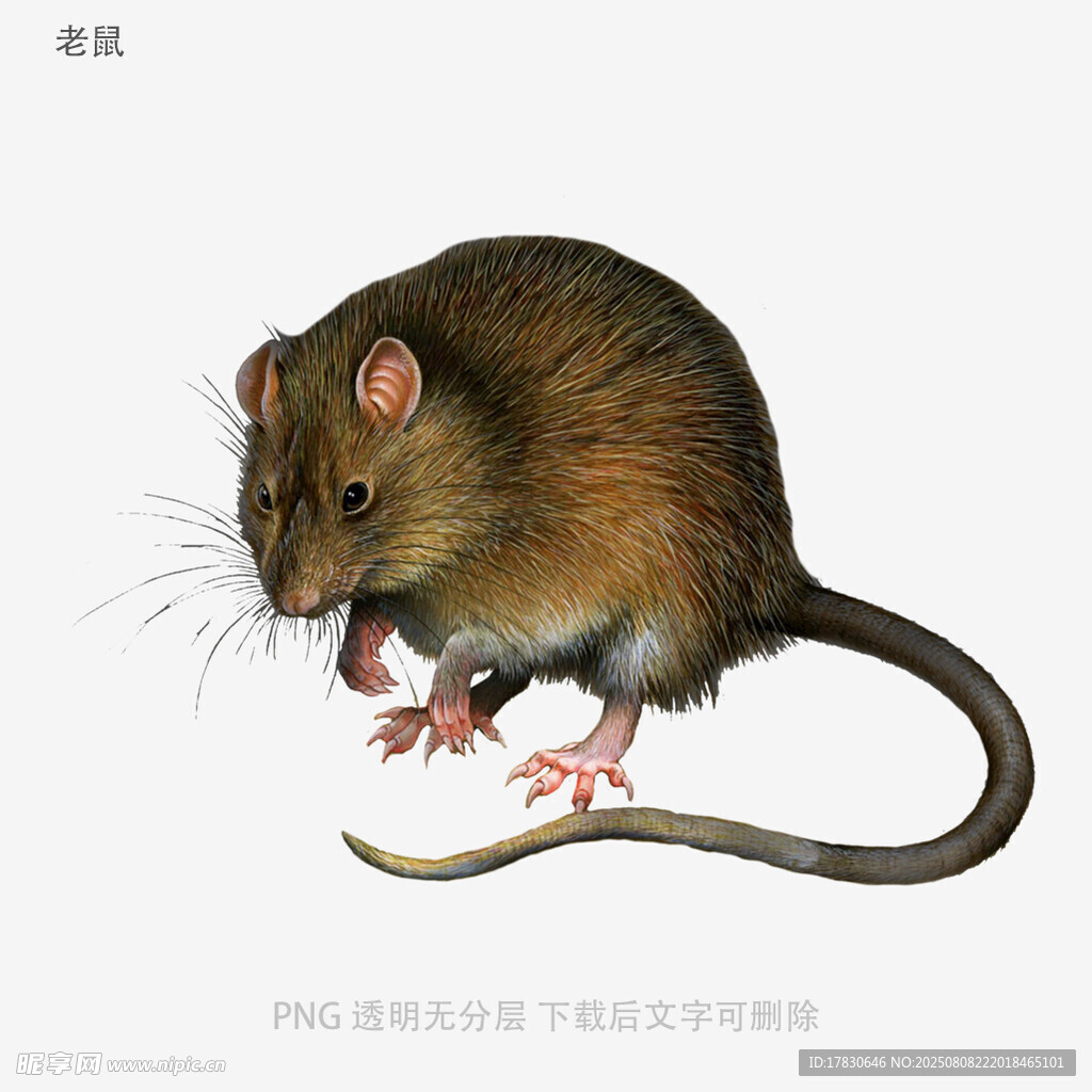 老鼠