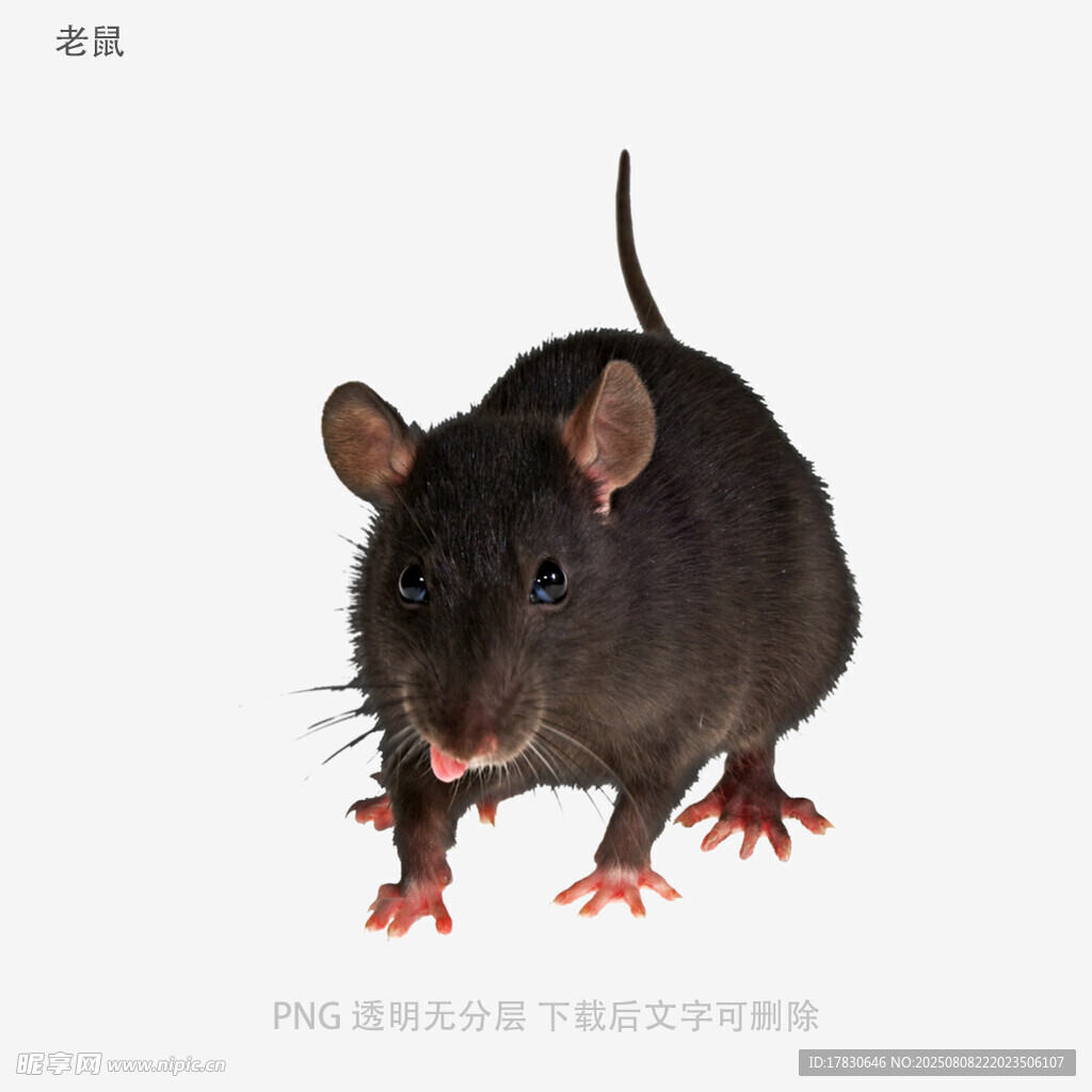 老鼠