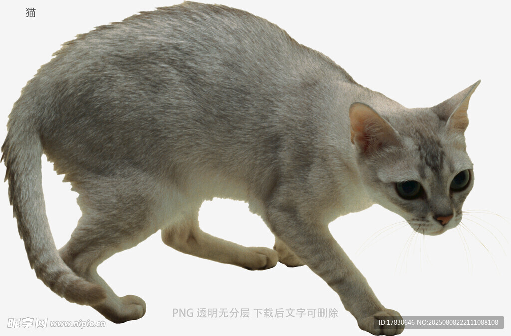 猫