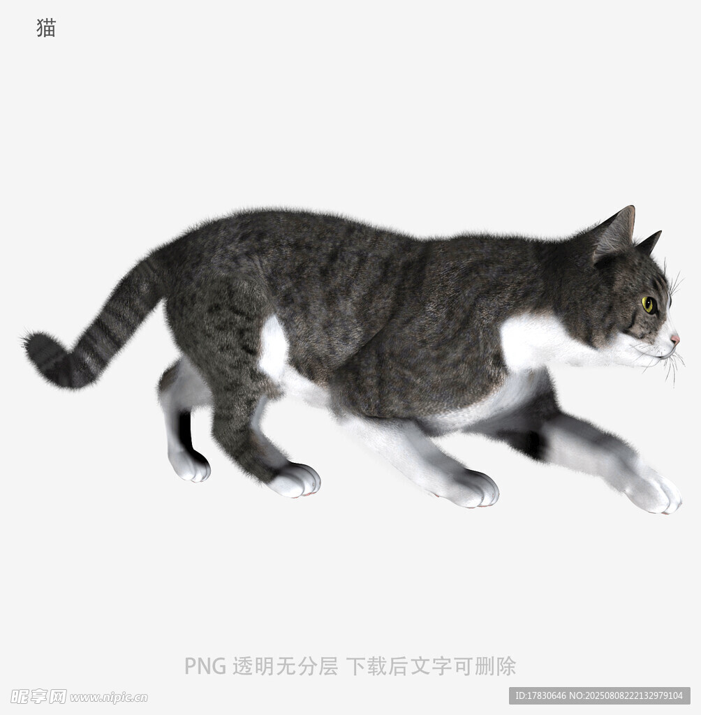 猫