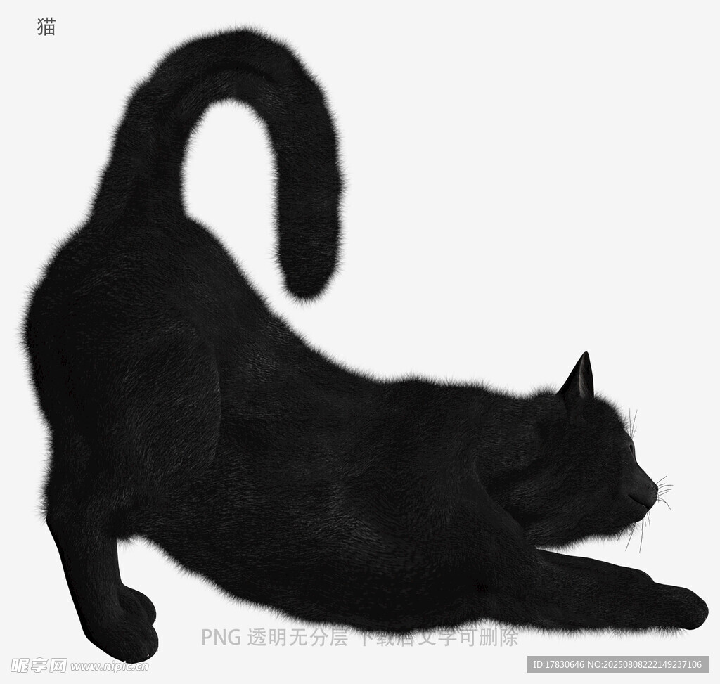 猫