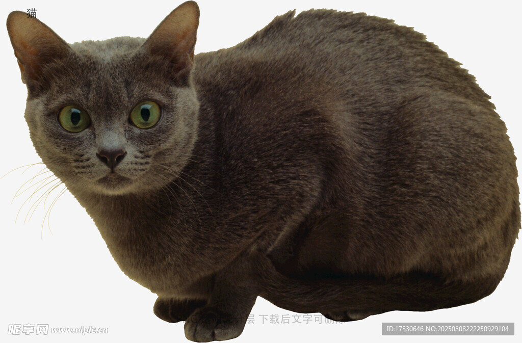 猫
