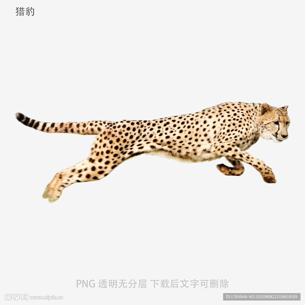 猎豹