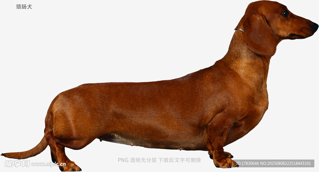 猎肠犬