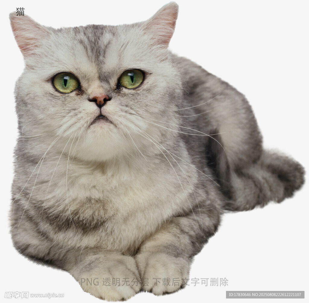 猫